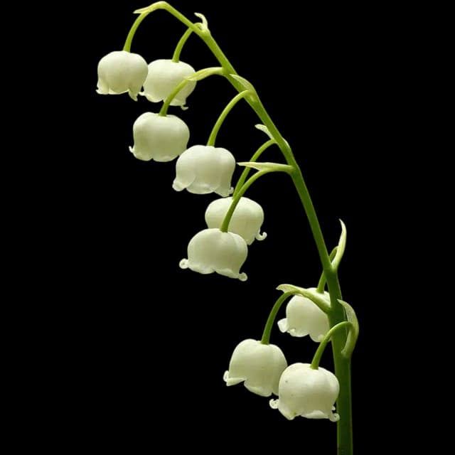 Lily of the Valley