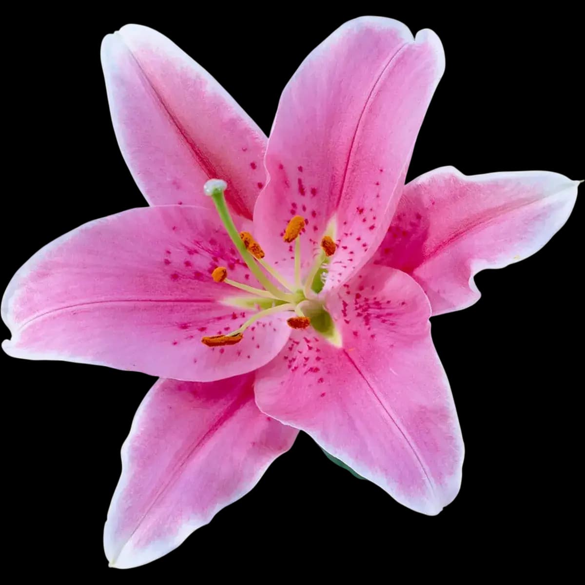 Lily