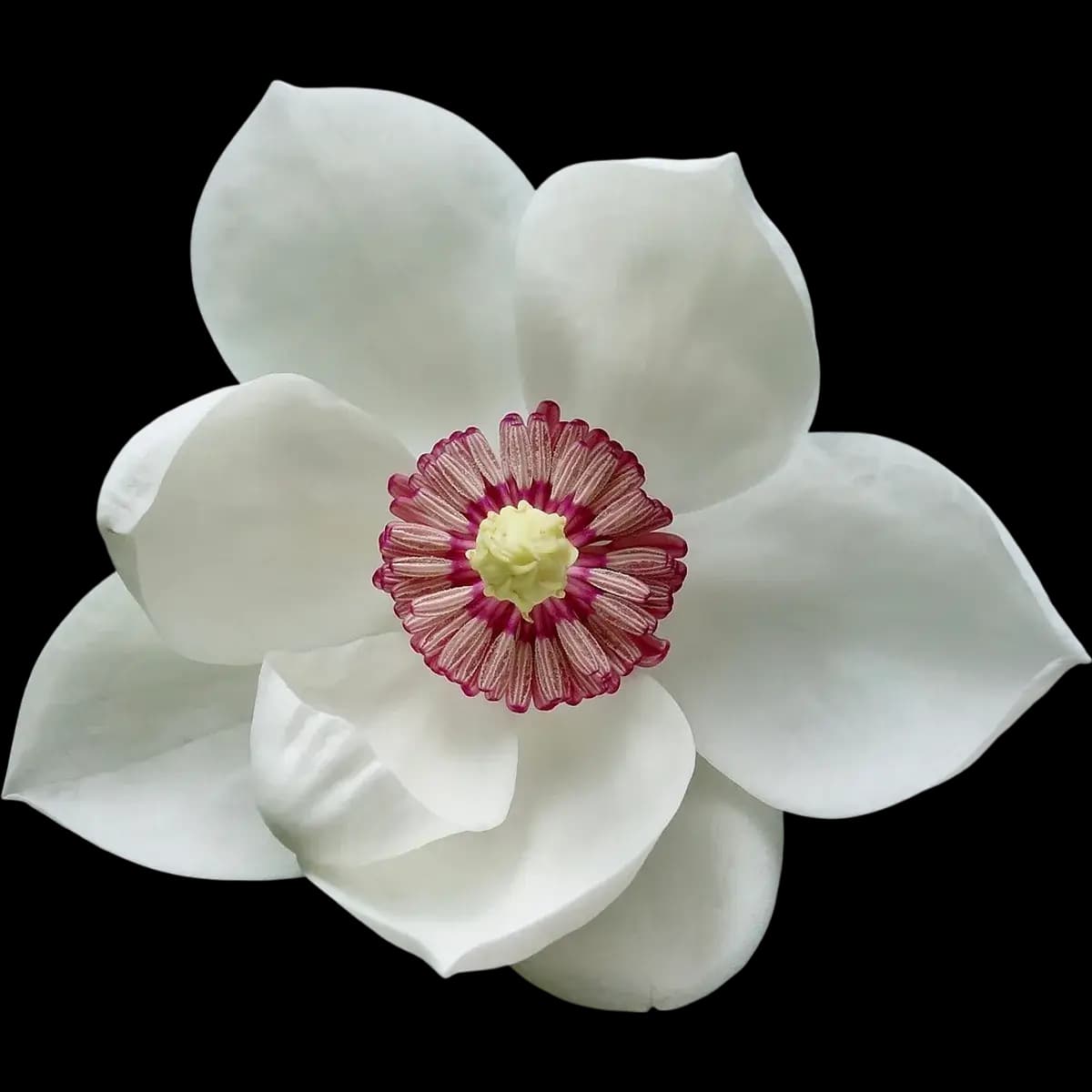 Magnolia