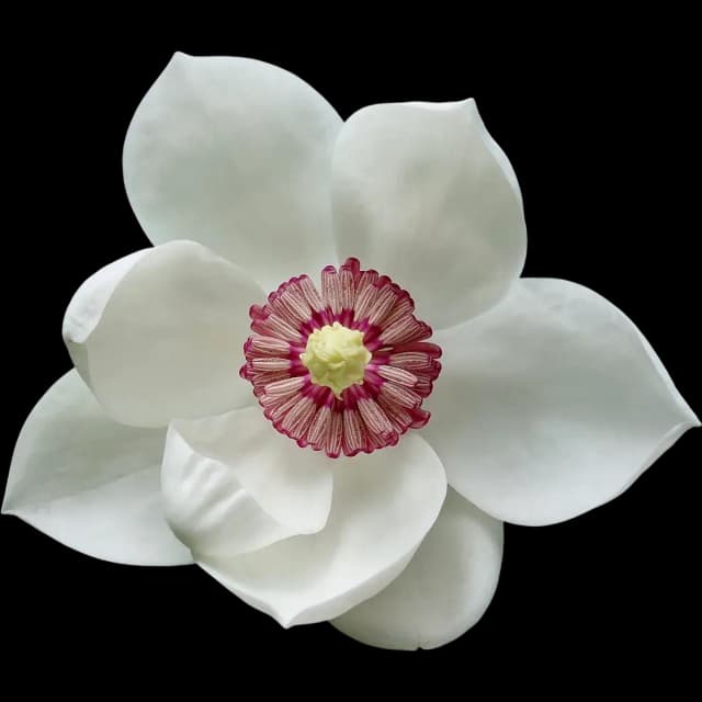 Magnolia