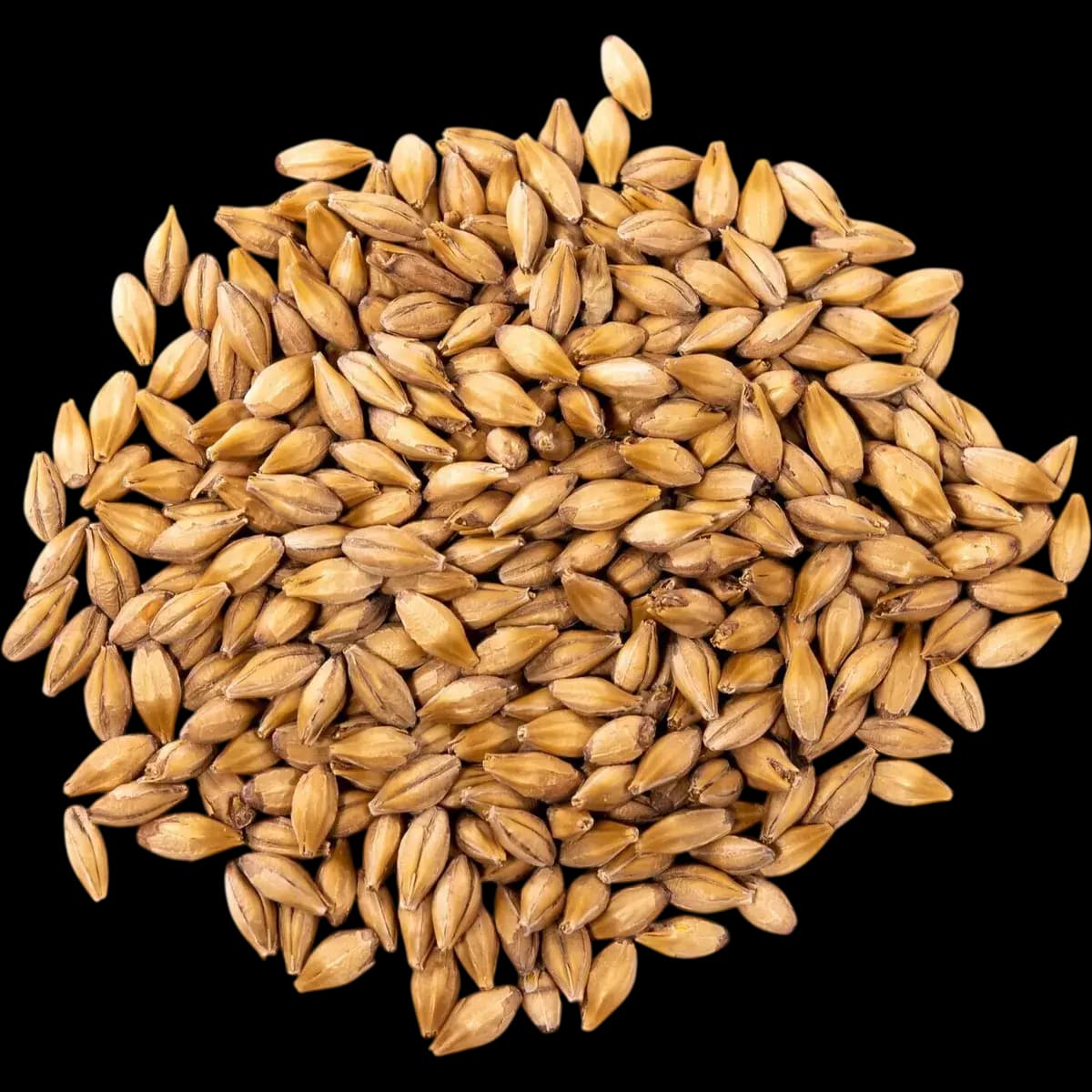 Malt