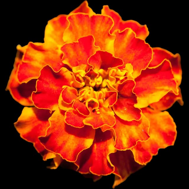 Marigold