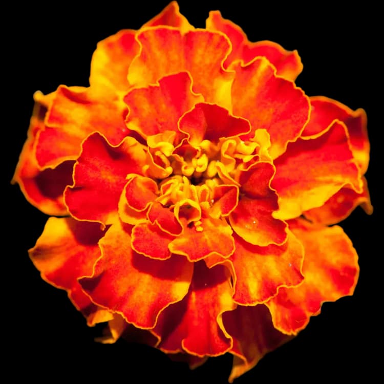 Marigold