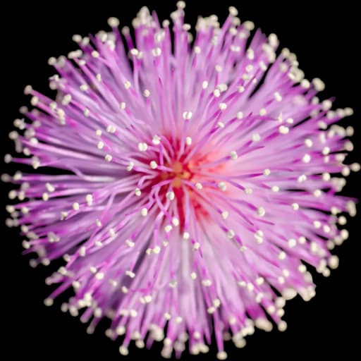 Mimosa