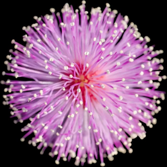 Mimosa