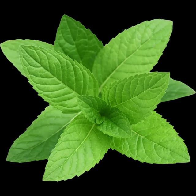 Mint