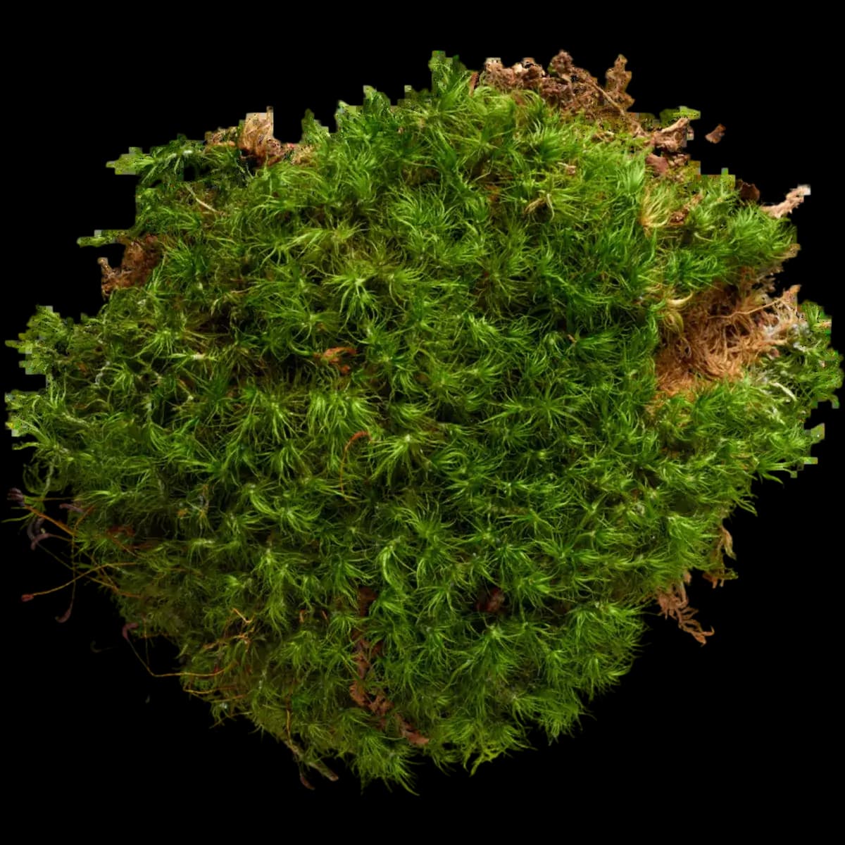 Moss