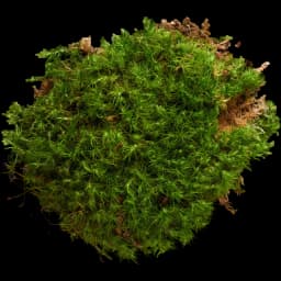 Moss