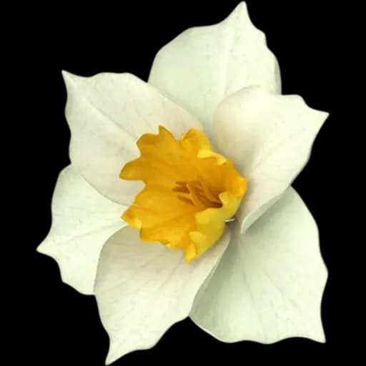 Narcissus