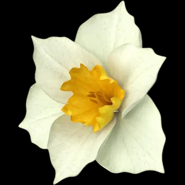 Narcissus