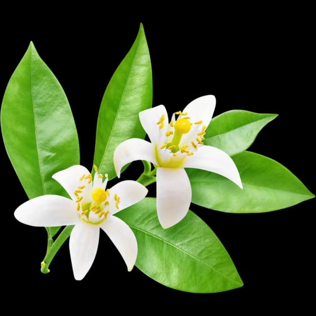 Neroli