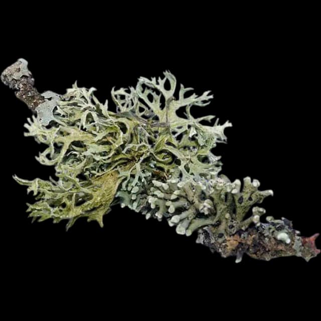 Oakmoss