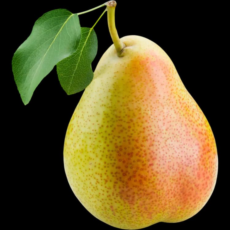 Pear
