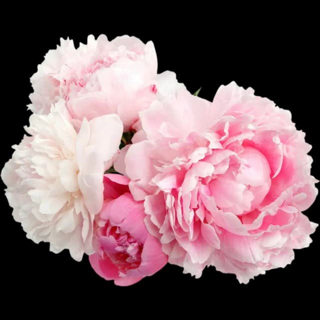 Peony