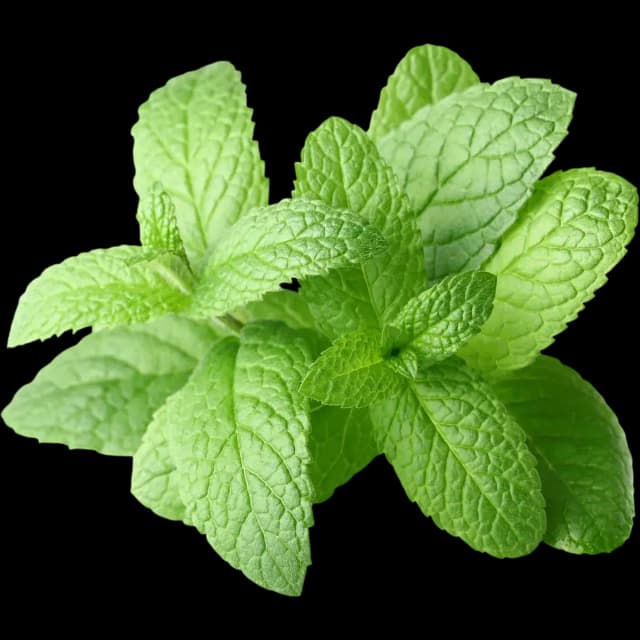 Peppermint
