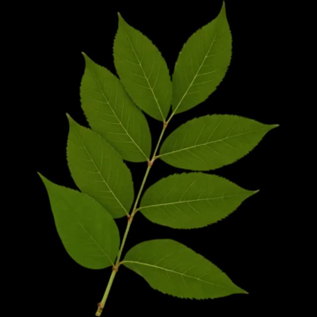 Peru Balsam