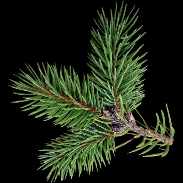 Pine