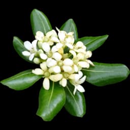 Pittosporum