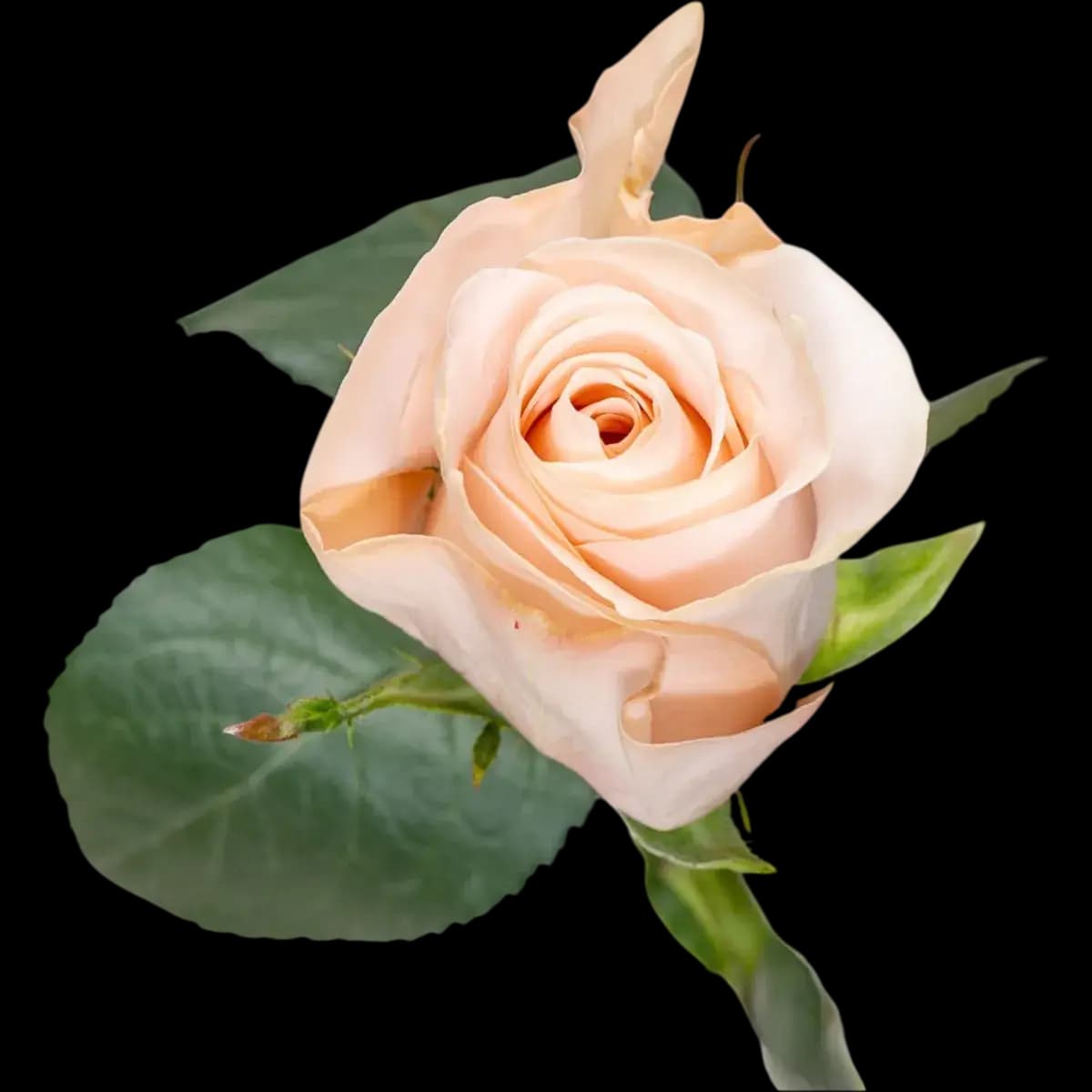 Pomarose