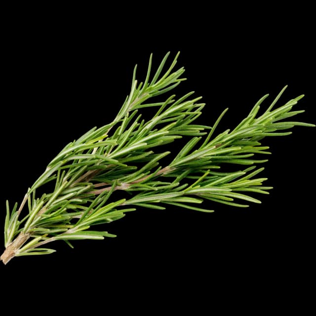 Rosemary
