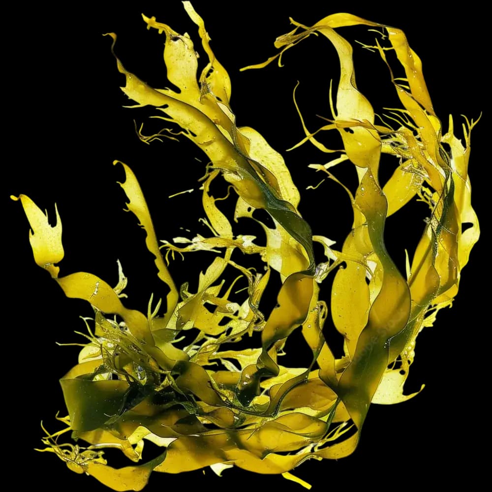 Seaweed