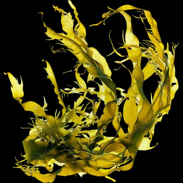 Seaweed