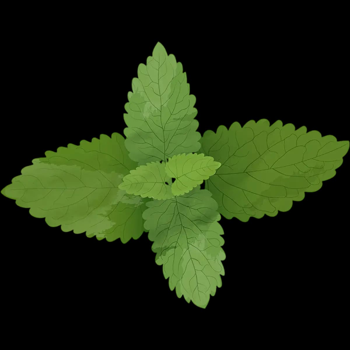 Spearmint