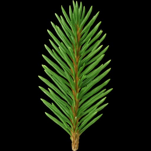Spruce