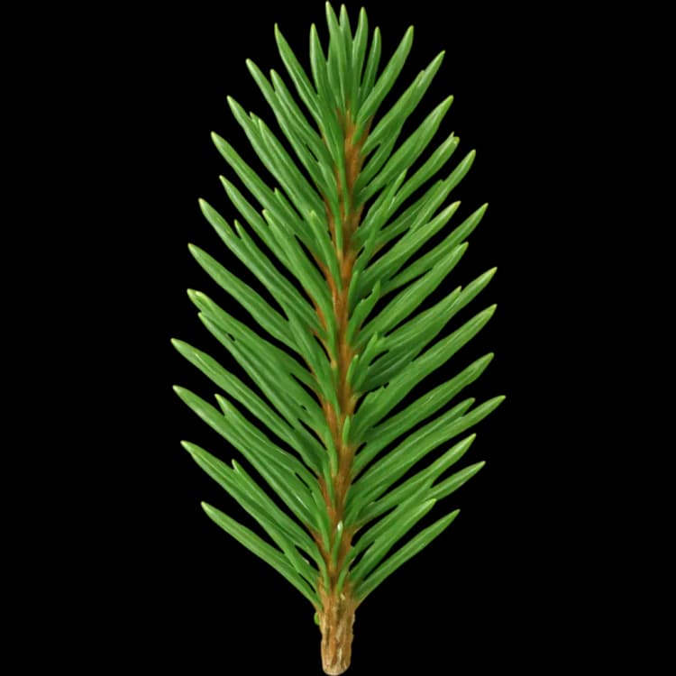 Spruce