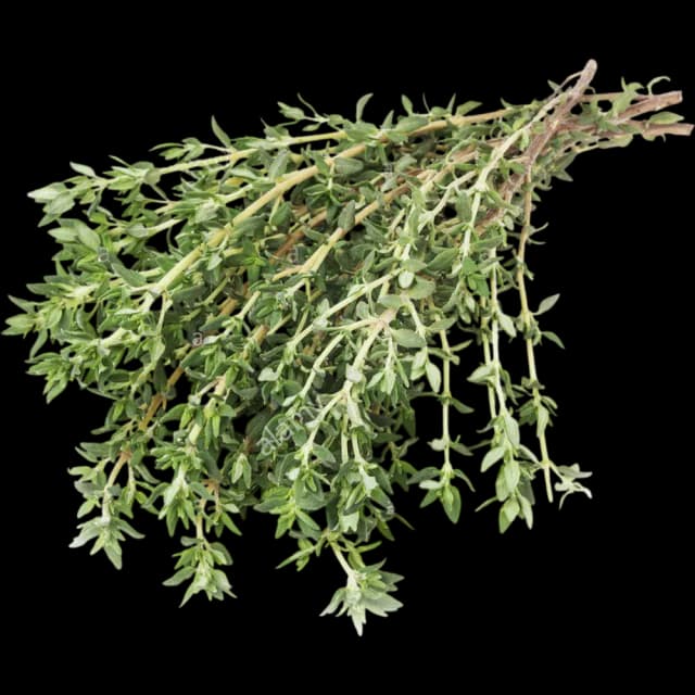 Thyme
