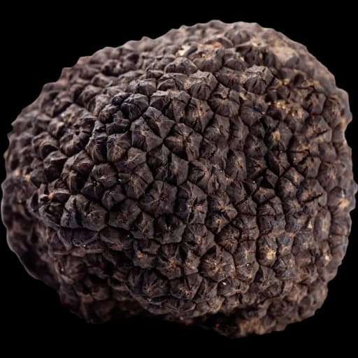 Truffle