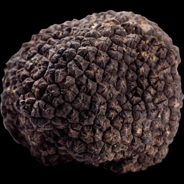 Truffle