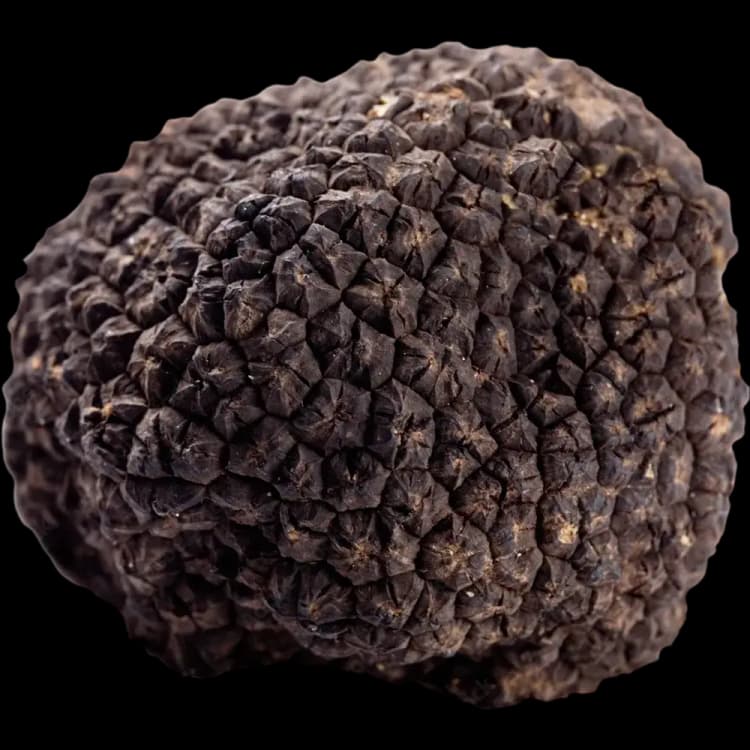 Truffle