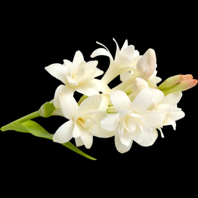 Tuberose