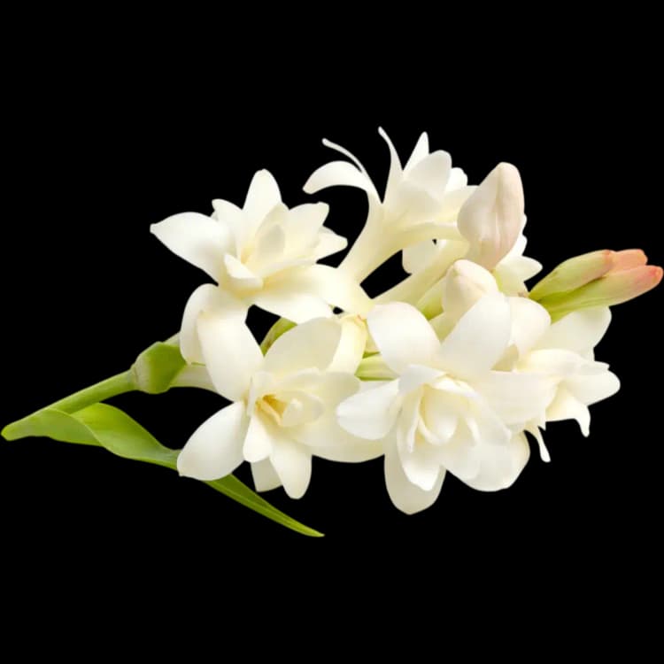 Tuberose