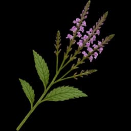 Vervain