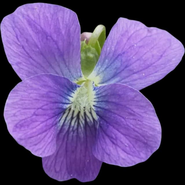 Violet