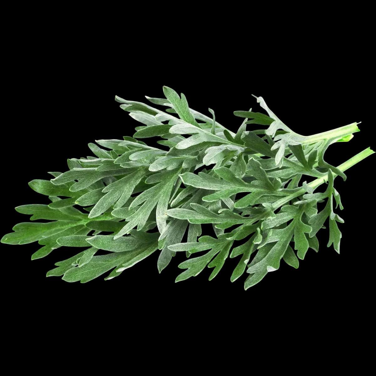 Wormwood
