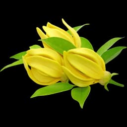 Ylang Ylang