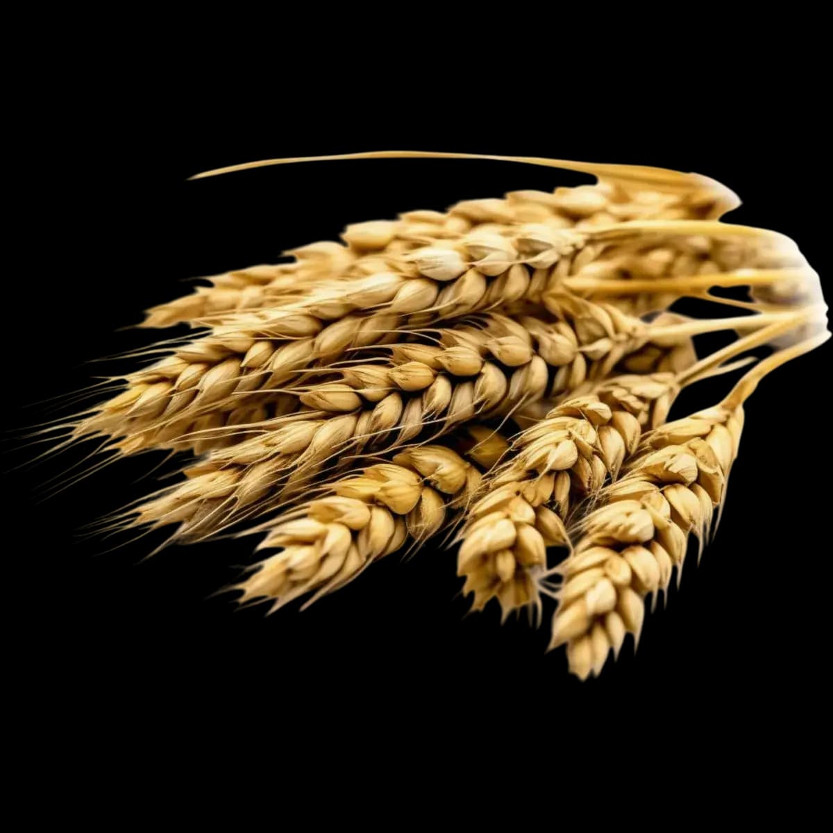 Barley