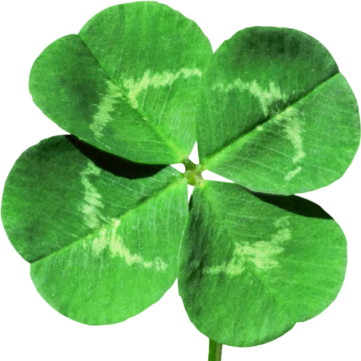 Clover
