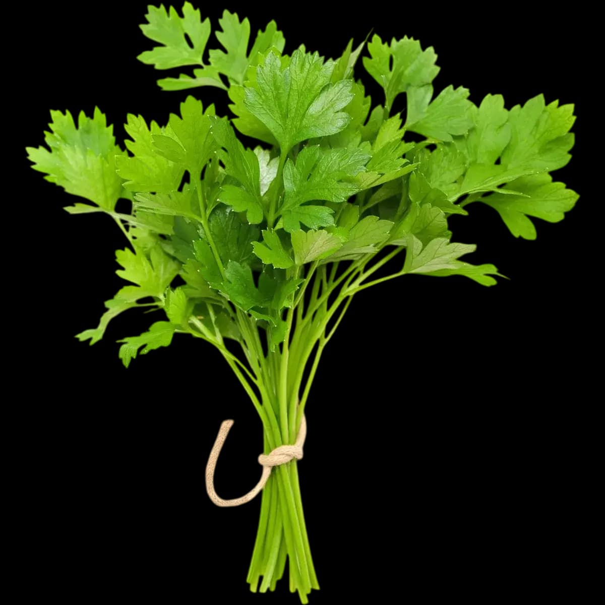 Coriander