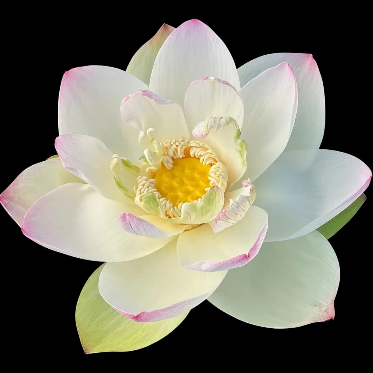 Lotus