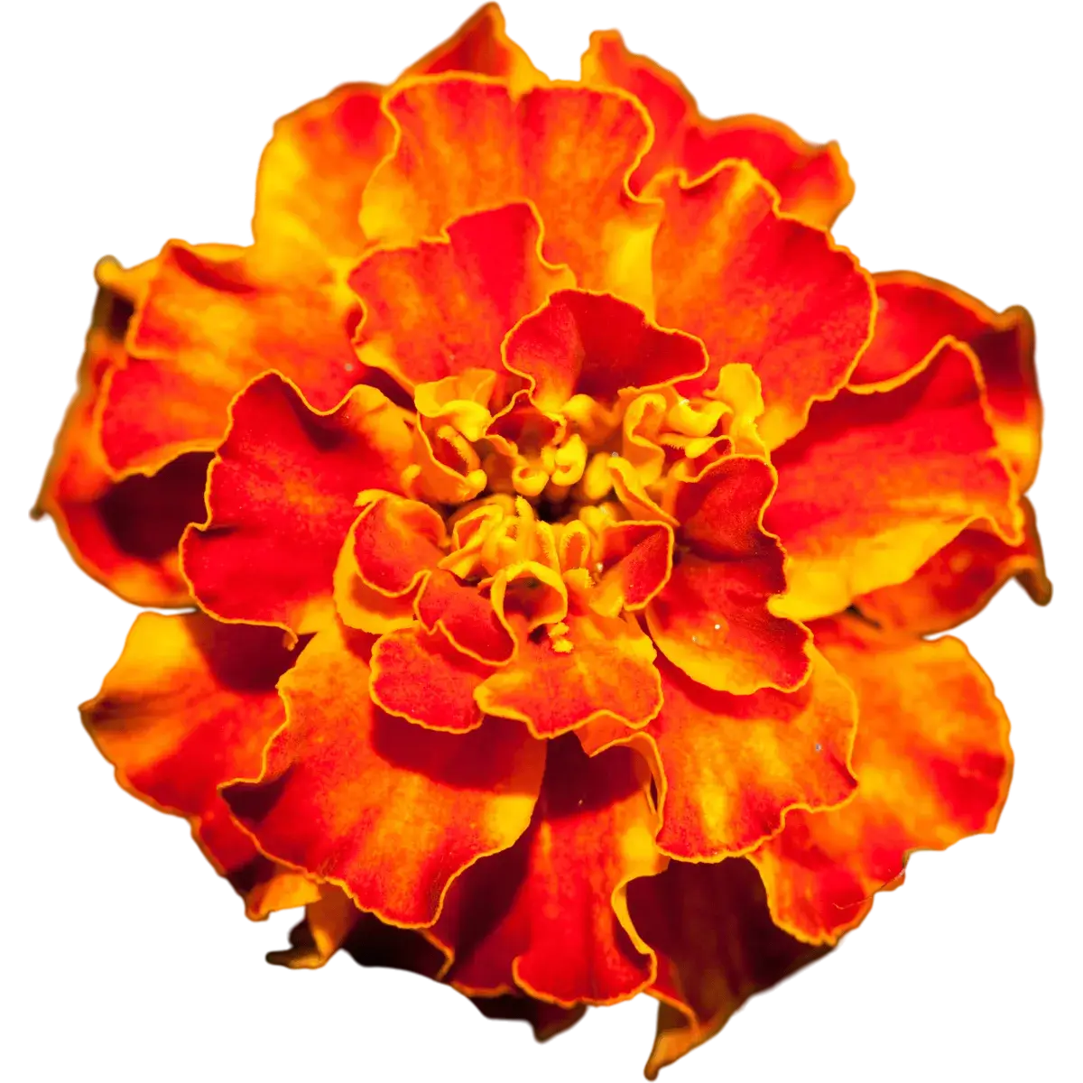 Marigold