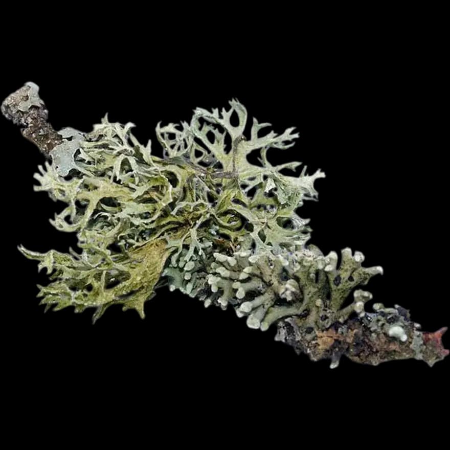 Oakmoss