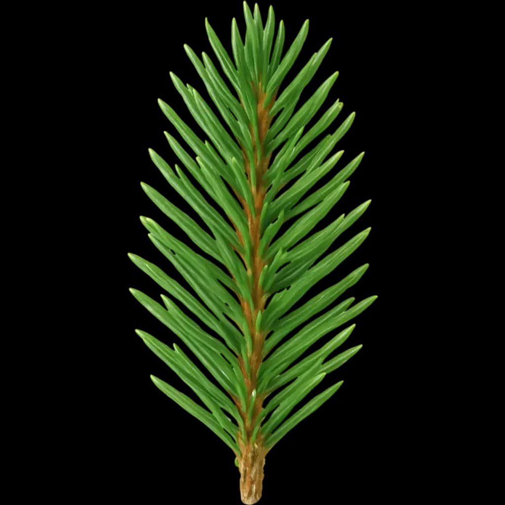 Spruce