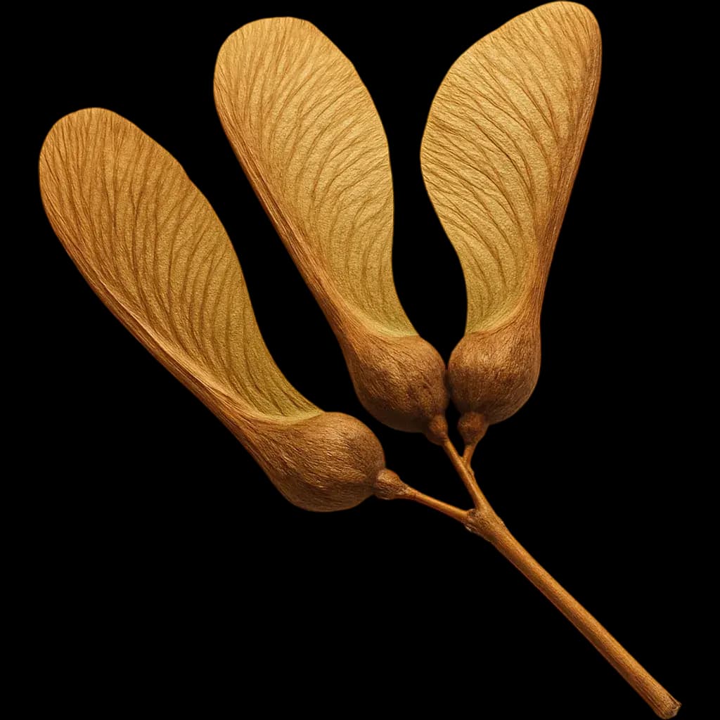 Sycamore
