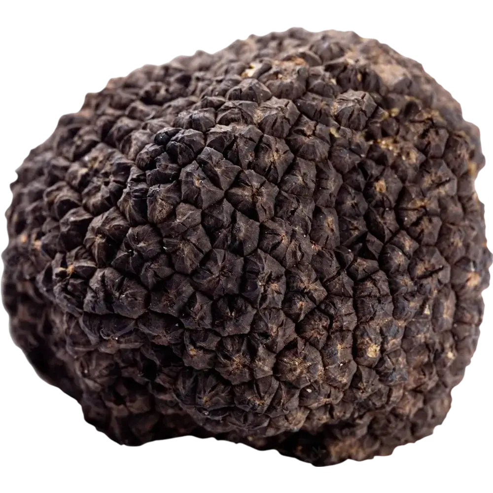 Truffle