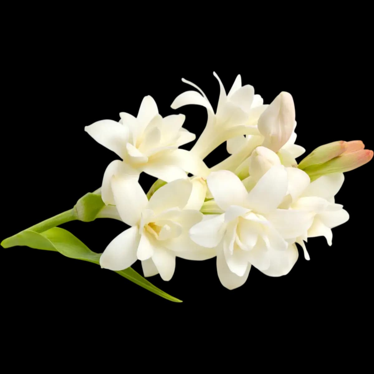 Tuberose