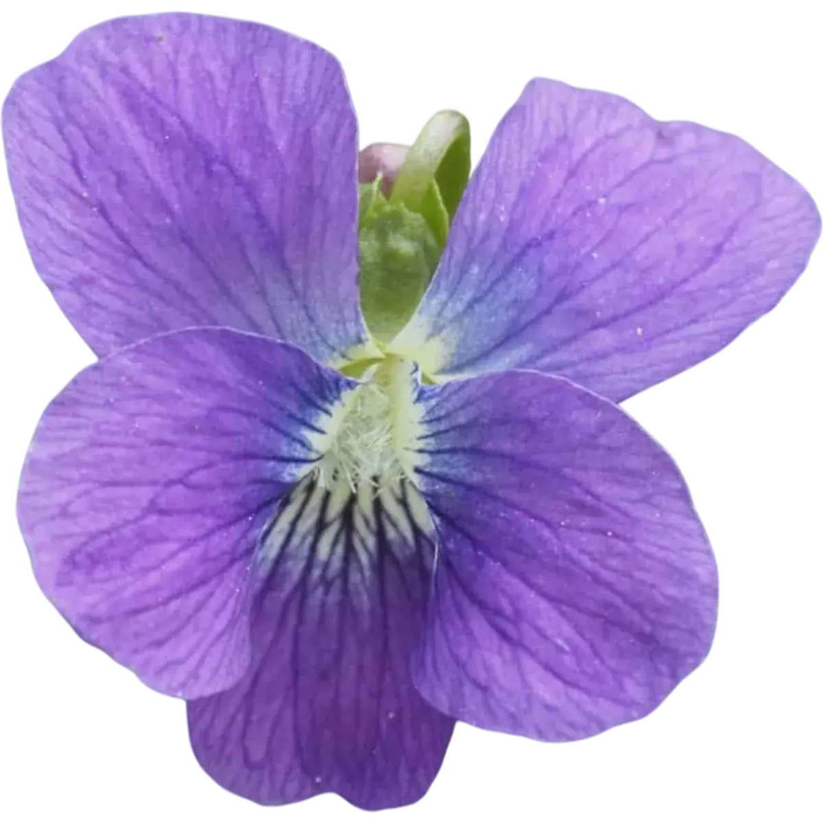 Violet